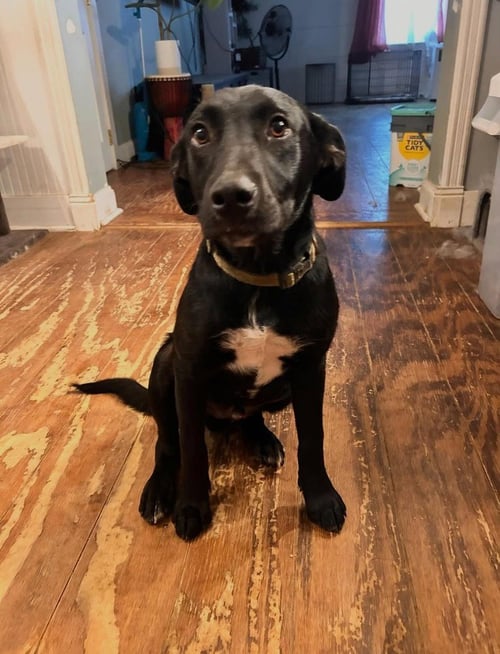 PIP - Labrador Retriever available for adoption