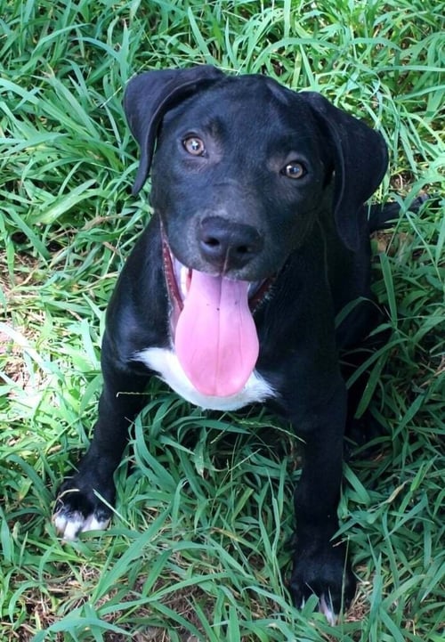 YUKON - Labrador Retriever for adoption in Worcester