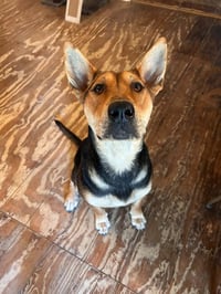 Rocky - Photo 3