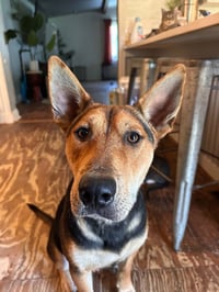 Rocky - Photo 4