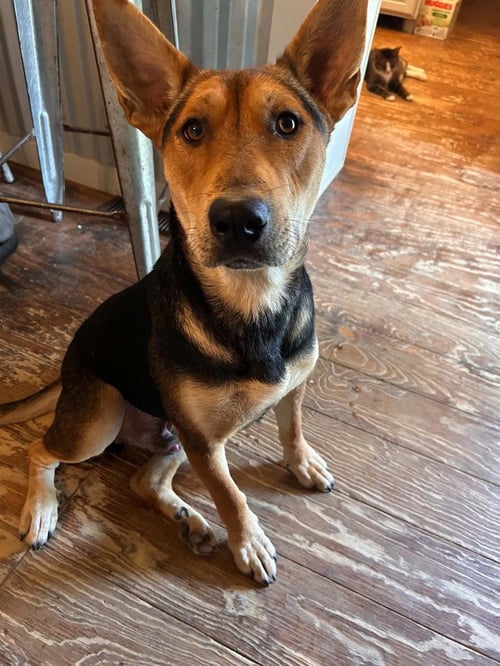 ROCKY - Shepherd available for adoption