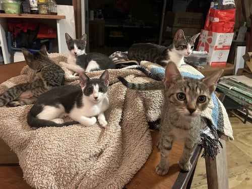 LITTLE BROTHER & LITTLE DUDE (TABBY) - Domestic Short Hair available for adoption