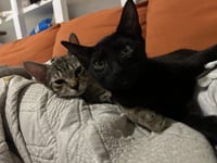 Little brother & little dude (tabby) - Photo 3