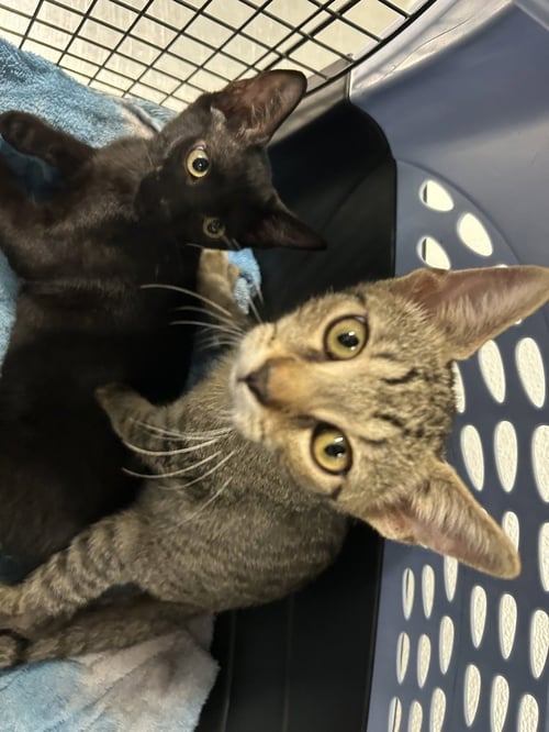 LITTLE BROTHER & LITTLE DUDE (TABBY) - Domestic Short Hair available for adoption