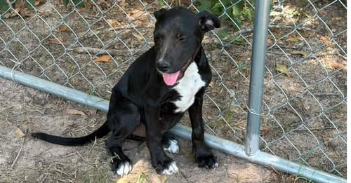 SALLY - Hound for adoption in Worcester