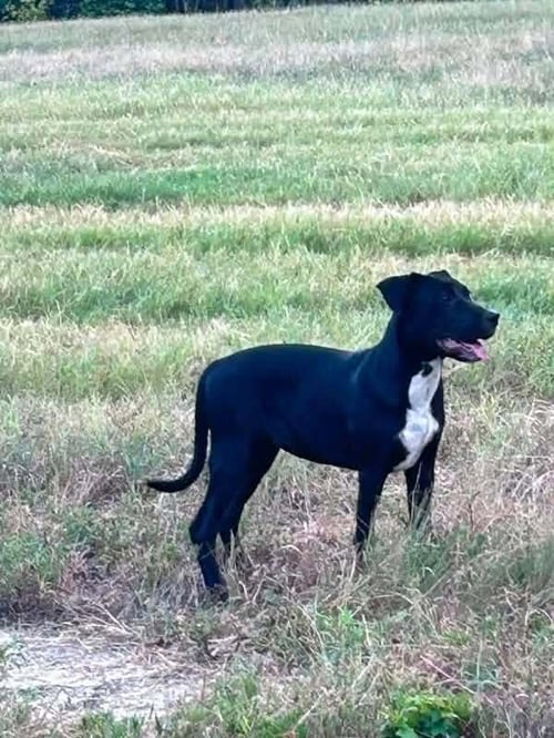 SALLY - Hound available for adoption