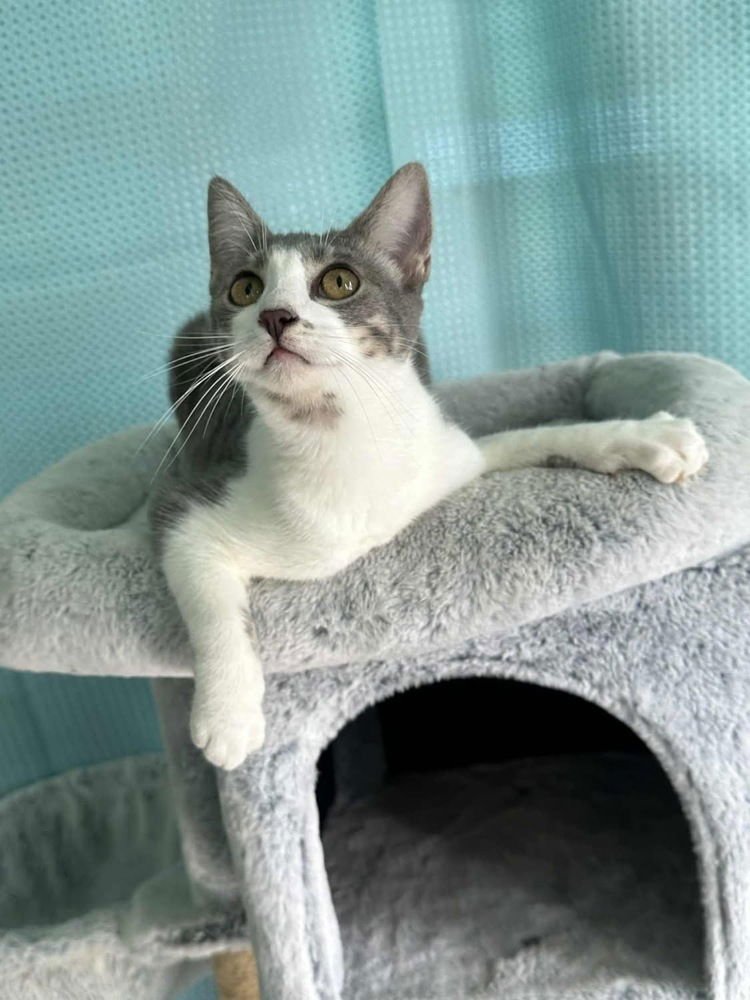 GRACE - Domestic Short Hair available for adoption