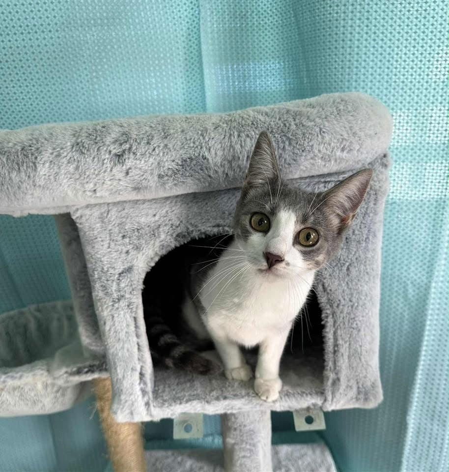 GRACE - Domestic Short Hair available for adoption