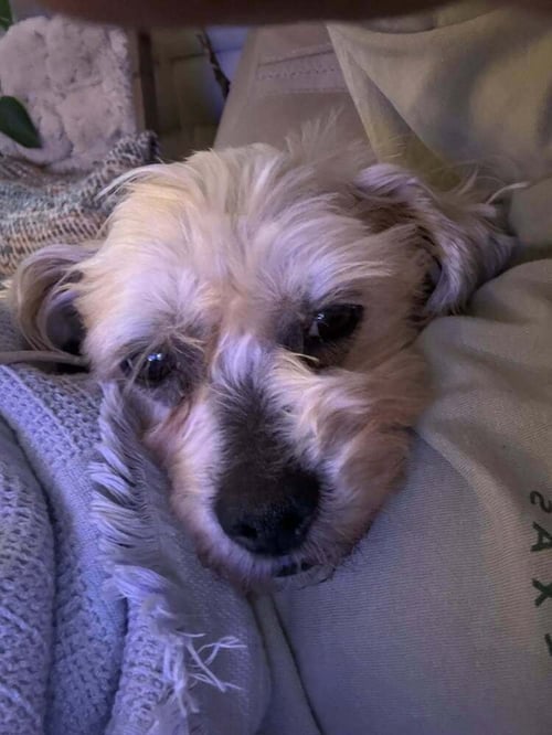 THEODORE "TEDDY - Schnauzer available for adoption