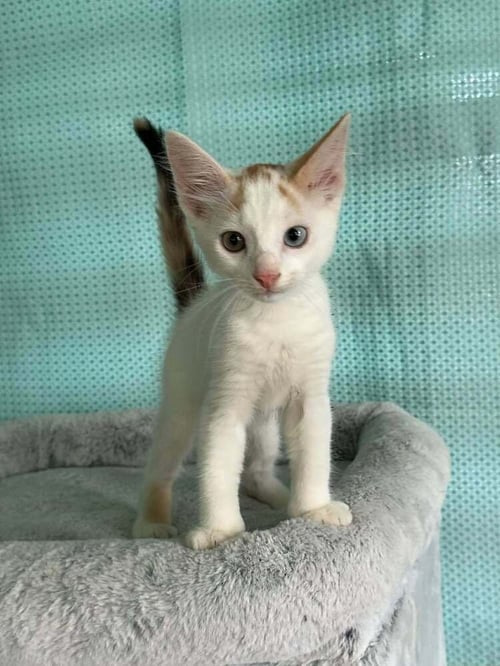 AMELIA - Calico for adoption in Worcester
