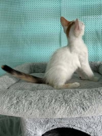 Amelia - Photo 4