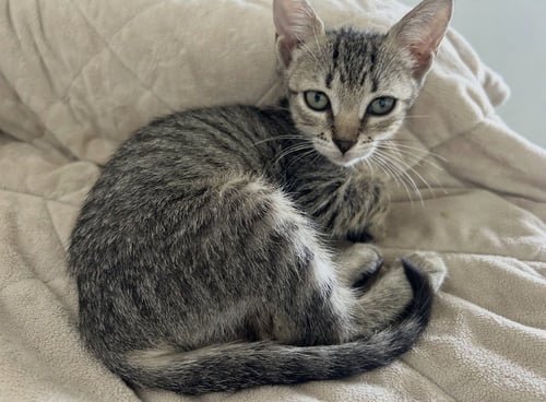 PRINCESS PAULINE - Domestic Short Hair available for adoption