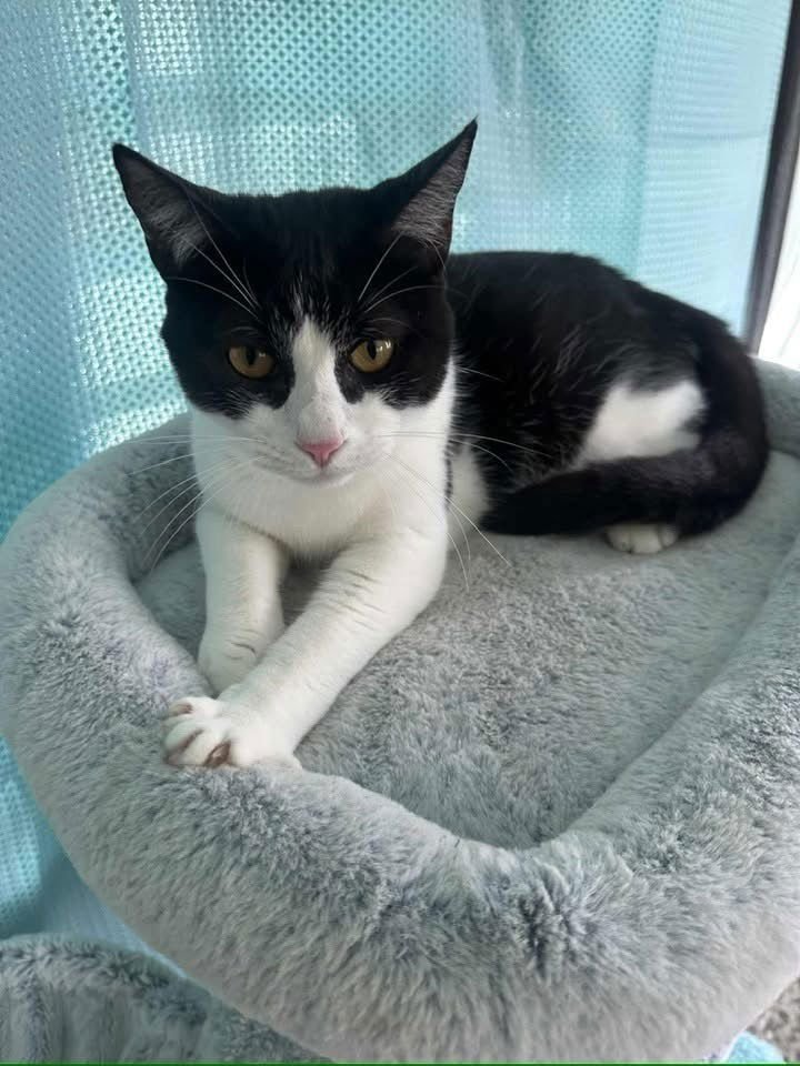 MILES - Domestic Short Hair available for adoption