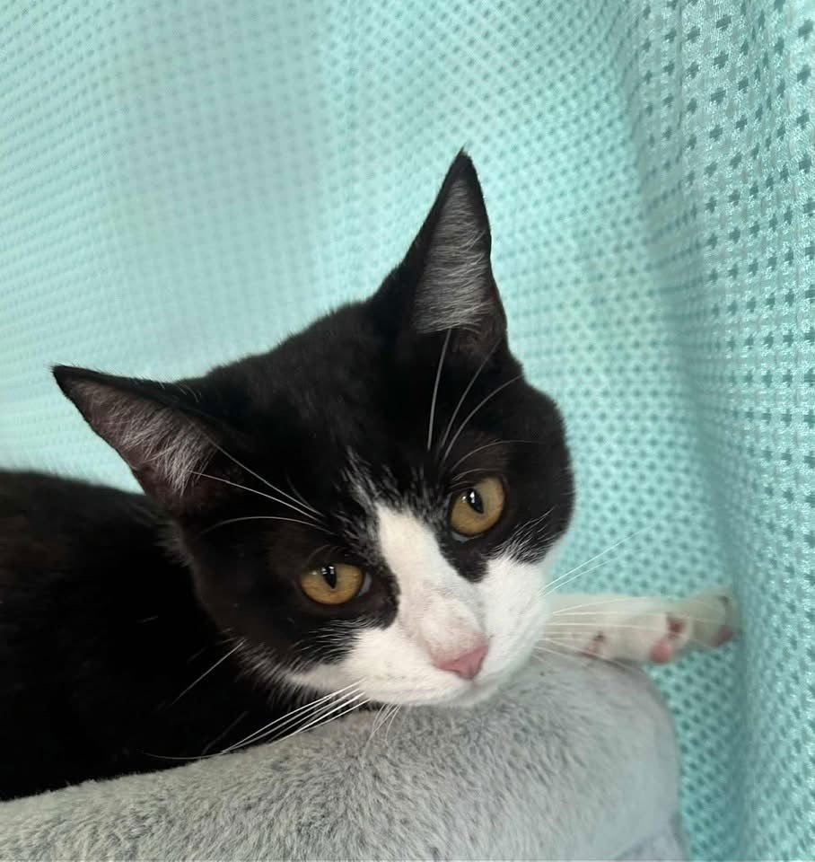 MILES - Domestic Short Hair available for adoption