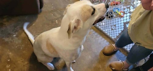 HONEY (HONEYBEAR) - Anatolian Shepherd / Labrador Retriever available for adoption