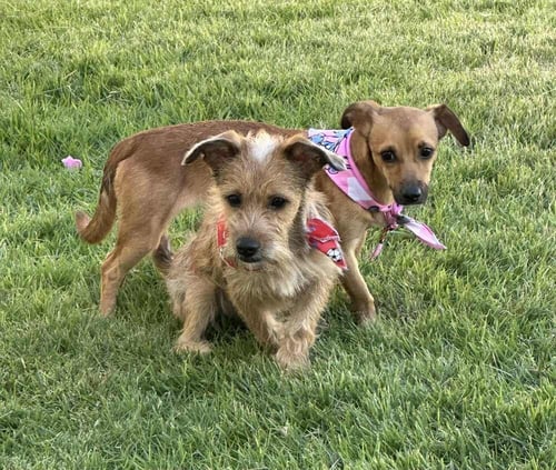 KEVIN AND KANNY - Terrier / Yorkshire Terrier Yorkie available for adoption
