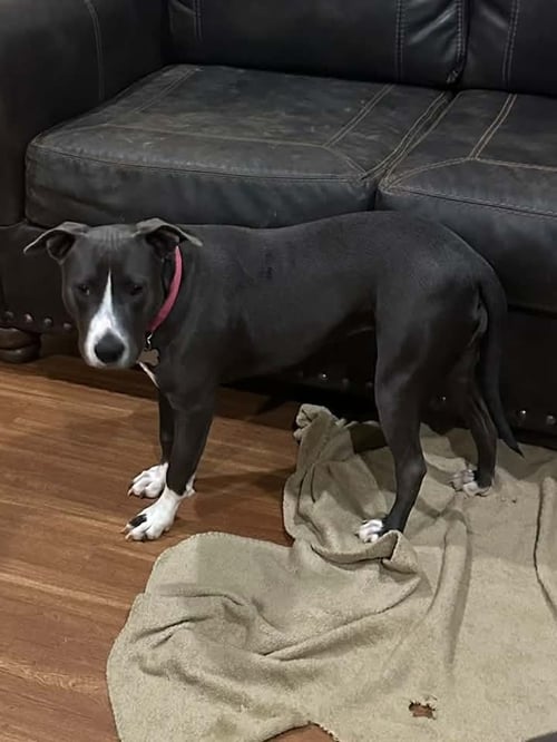 DESTINY - American Pit Bull Terrier available for adoption