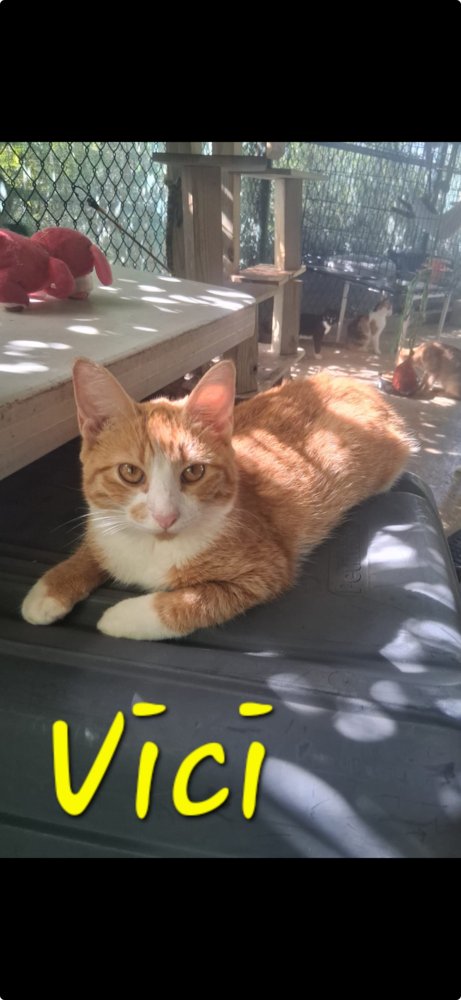 VICI - American Shorthair available for adoption