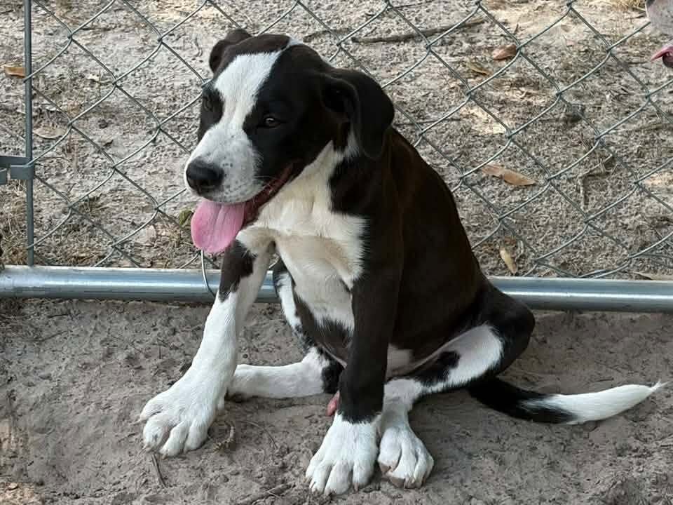 Petey Image
