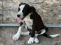 Petey - Photo 1