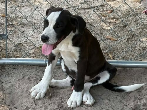 PETEY - Hound for adoption in Worcester