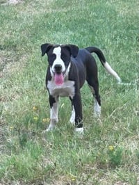 Petey - Photo 2