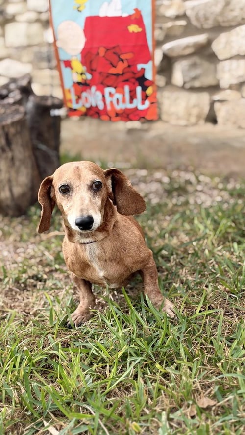 MAX D - Dachshund available for adoption