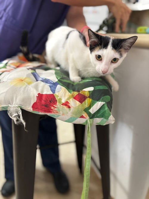 BUTTERCUP - Domestic Short Hair available for adoption