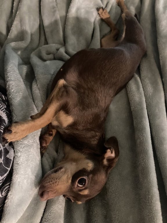 Pixie Image