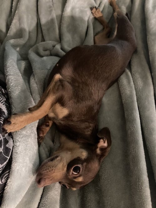 PIXIE - Chihuahua available for adoption