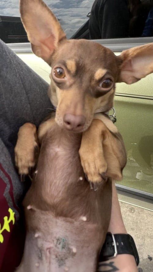 PIXIE - Chihuahua available for adoption