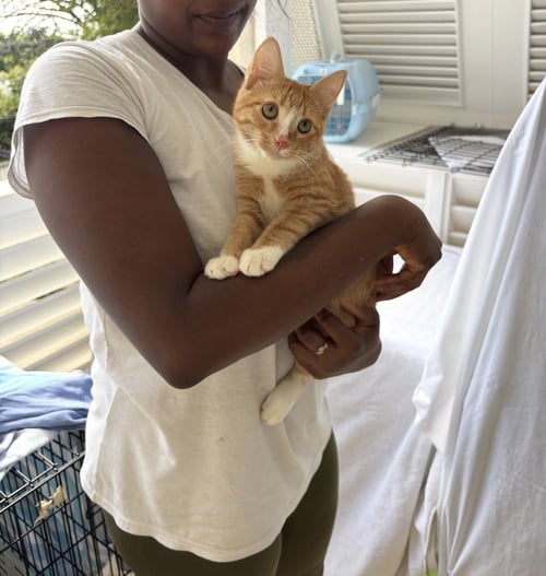 JOHN & PETER ! - American Shorthair available for adoption