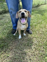 Willow - Photo 3