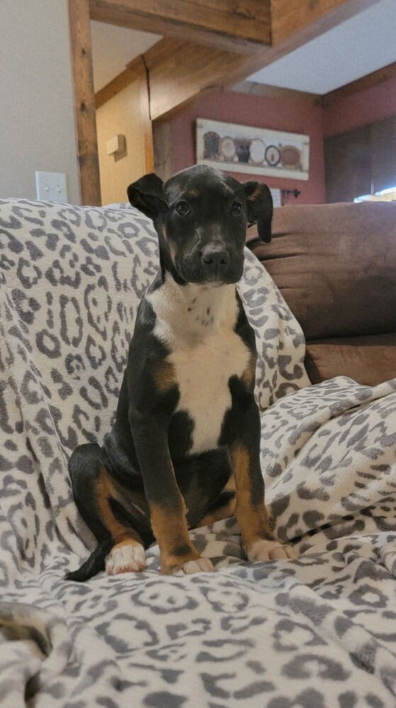 COOKIE - Great Dane available for adoption