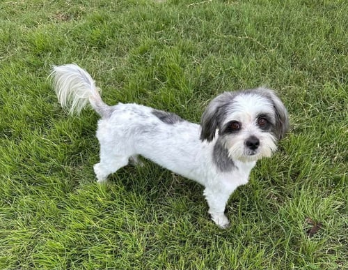 RUBI - Lhasa Apso available for adoption