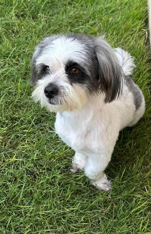 RUBI - Lhasa Apso available for adoption