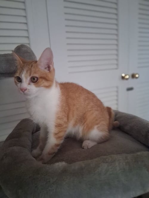 YEMI - Domestic Short Hair available for adoption