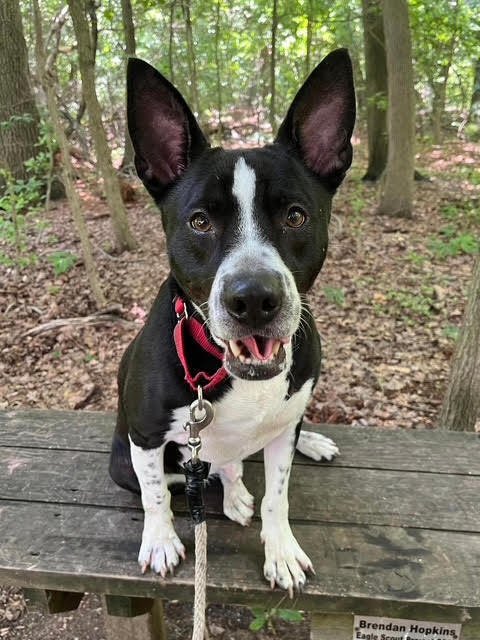 ROGER - Terrier / Pit Bull Terrier available for adoption