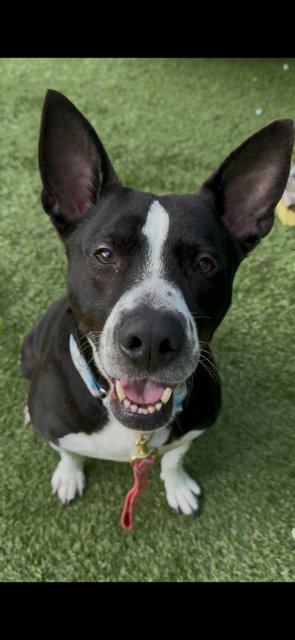 ROGER - Terrier / Pit Bull Terrier available for adoption