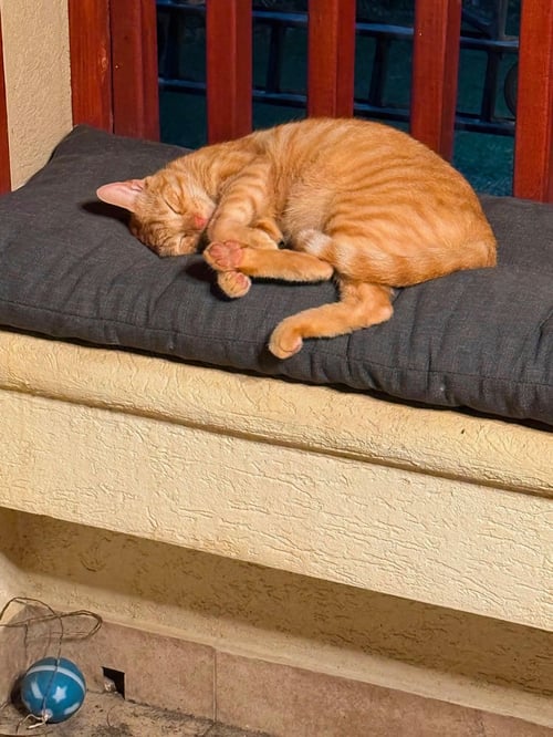 LOUFY & KERMIT - American Shorthair available for adoption