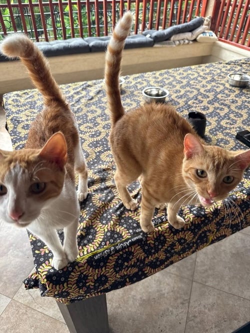 LOUFY & KERMIT - American Shorthair available for adoption