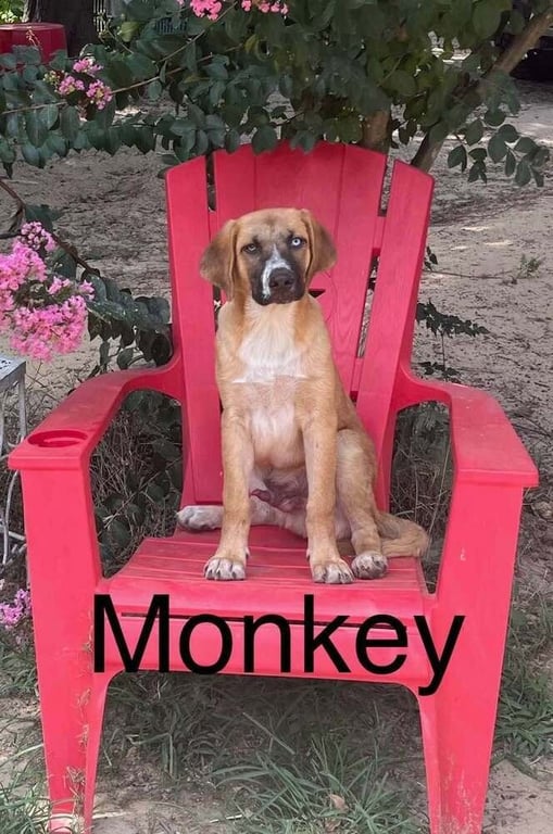 Monkey Image
