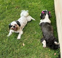 Klohe and Pebbles - Photo 2