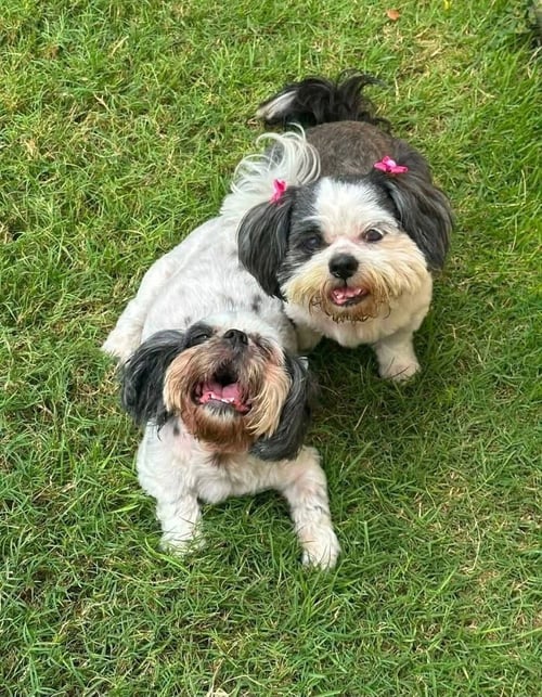 KLOHE AND PEBBLES - Shih Tzu available for adoption