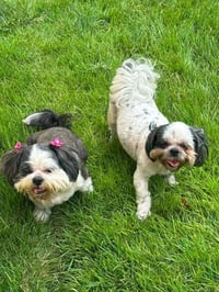 Klohe and Pebbles - Photo 3