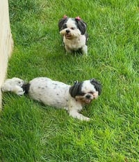 Klohe and Pebbles - Photo 4