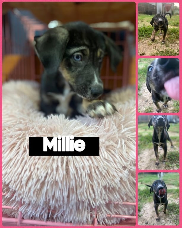 Millie Image