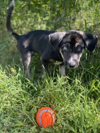 Millie - Photo 2