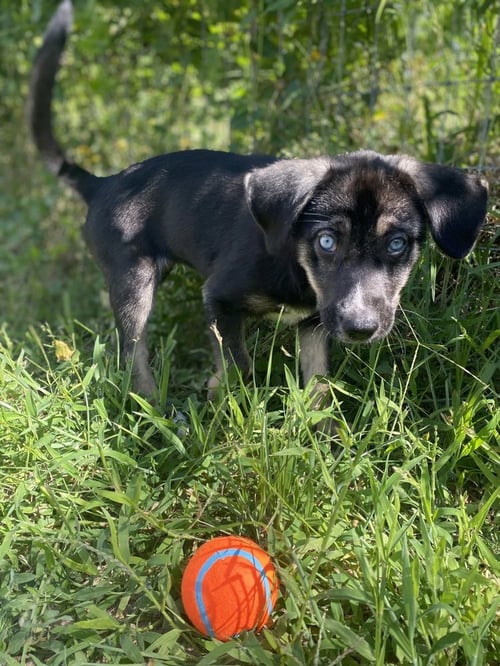MILLIE - Husky available for adoption
