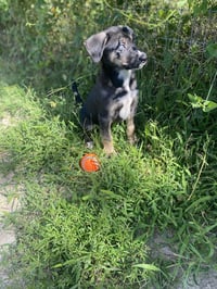 Millie - Photo 3